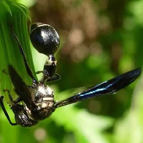 thumbnail for publication: Mason Wasps of Florida, Zethus spp. (Insecta: Hymenoptera: Vespidae: Eumeninae)